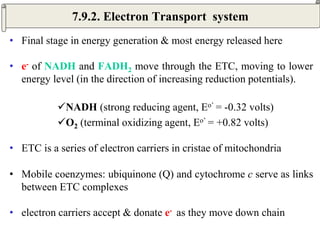 • Final stage in energy generation & most energy released here
• e- of NADH and FADH2 move through the ETC, moving to lower
energy level (in the direction of increasing reduction potentials).
NADH (strong reducing agent, Eo’ = -0.32 volts)
O2 (terminal oxidizing agent, Eo’ = +0.82 volts)
• ETC is a series of electron carriers in cristae of mitochondria
• Mobile coenzymes: ubiquinone (Q) and cytochrome c serve as links
between ETC complexes
• electron carriers accept & donate e- as they move down chain
7.9.2. Electron Transport system
 