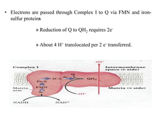 • Electrons are passed through Complex I to Q via FMN and iron-
sulfur proteins
» Reduction of Q to QH2 requires 2e-
» About 4 H+ translocated per 2 e- transferred.
 