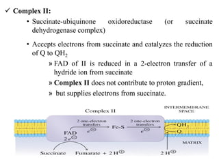  Complex II:
• Succinate-ubiquinone oxidoreductase (or succinate
dehydrogenase complex)
• Accepts electrons from succinate and catalyzes the reduction
of Q to QH2
» FAD of II is reduced in a 2-electron transfer of a
hydride ion from succinate
» Complex II does not contribute to proton gradient,
» but supplies electrons from succinate.
 