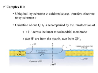  Complex III:
• Ubiquinol-cytochrome c oxidoreductase, transfers electrons
to cytochrome c
• Oxidation of one QH2 is accompanied by the translocation of
» 4 H+ across the inner mitochondrial membrane
» two H+ are from the matrix, two from QH2
 