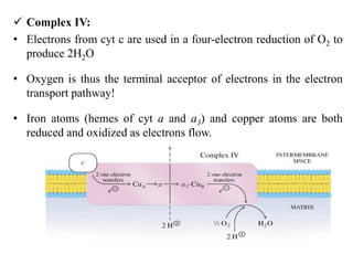  Complex IV:
• Electrons from cyt c are used in a four-electron reduction of O2 to
produce 2H2O
• Oxygen is thus the terminal acceptor of electrons in the electron
transport pathway!
• Iron atoms (hemes of cyt a and a3) and copper atoms are both
reduced and oxidized as electrons flow.
 