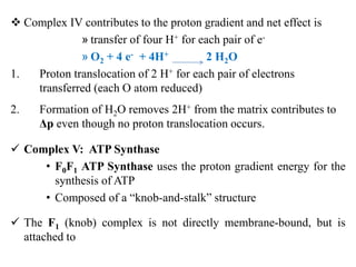  Complex IV contributes to the proton gradient and net effect is
» transfer of four H+ for each pair of e-
» O2 + 4 e- + 4H+ 2 H2O
1. Proton translocation of 2 H+ for each pair of electrons
transferred (each O atom reduced)
2. Formation of H2O removes 2H+ from the matrix contributes to
Δp even though no proton translocation occurs.
 Complex V: ATP Synthase
• F0F1 ATP Synthase uses the proton gradient energy for the
synthesis of ATP
• Composed of a “knob-and-stalk” structure
 The F1 (knob) complex is not directly membrane-bound, but is
attached to
 