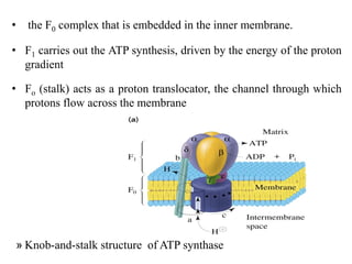 • the F0 complex that is embedded in the inner membrane.
• F1 carries out the ATP synthesis, driven by the energy of the proton
gradient
• Fo (stalk) acts as a proton translocator, the channel through which
protons flow across the membrane
» Knob-and-stalk structure of ATP synthase
 