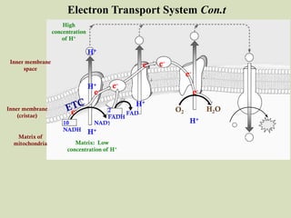 Inner membrane
(cristae)
Matrix of
mitochondria
Inner membrane
space
e-
e-
e-
e-
e-
e-
e-
10
NADH
2
FADH
2
NAD+
FAD
Matrix: Low
concentration of H+
High
concentration
of H+
H+
H+
H+
H+
H+
O2 H2O
Electron Transport System Con.t
 