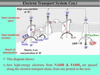 Inner membrane
(cristae)
Matrix of
mitochondria
Inner membrane
space
e-
e-
e-
e-
e-
e-
e-
10
NADH
2
FADH
2
NAD+
FAD
Matrix: Low
concentration of H+
High concentration
of H+
H+
H+
H+
H+ H+
H+
ATP synthase
O2 H2O
H+
ADP + P ATP
Electron Transport System Con.t
 This diagram shows:
 how high-energy electrons from NADH & FADH2 are passed
along the electron transport chain, from one protein to the next.
 