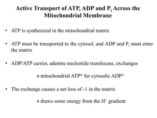 Active Transport of ATP, ADP and Pi Across the
Mitochondrial Membrane
• ATP is synthesized in the mitochondrial matrix
• ATP must be transported to the cytosol, and ADP and Pi must enter
the matrix
• ADP/ATP carrier, adenine nucleotide translocase, exchanges
» mitochondrial ATP4- for cytosolic ADP3-
• The exchange causes a net loss of -1 in the matrix
» draws some energy from the H+ gradient
 