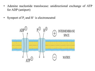 • Adenine nucleotide translocase: unidirectional exchange of ATP
for ADP (antiport)
• Symport of Pi and H+ is electroneutral
 