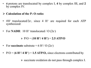 • 4 protons are translocated by complex I, 4 by complex III, and 2
by complex IV.
 Calculation of the P: O ratio:
• #H+ translocated/2e-, since 4 H+ are required for each ATP
synthesized:
• For NADH: 10 H+ translocated / O (2e-)
» P/O = (10 H+/ 4 H+) = 2.5 ATP/O
• For succinate substrate = 6 H+/ O (2e-)
• P/O = (6 H+/ 4 H+) = 1.5 ATP/O, since electrons contributed by
» succinate oxidation do not pass through complex I.
 