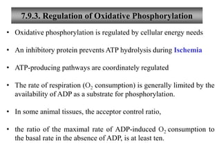 7.9.3. Regulation of Oxidative Phosphorylation
• Oxidative phosphorylation is regulated by cellular energy needs
• An inhibitory protein prevents ATP hydrolysis during Ischemia
• ATP-producing pathways are coordinately regulated
• The rate of respiration (O2 consumption) is generally limited by the
availability of ADP as a substrate for phosphorylation.
• In some animal tissues, the acceptor control ratio,
• the ratio of the maximal rate of ADP-induced O2 consumption to
the basal rate in the absence of ADP, is at least ten.
 