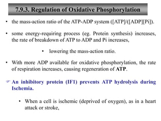 7.9.3. Regulation of Oxidative Phosphorylation
• the mass-action ratio of the ATP-ADP system ([ATP]/([ADP][Pi]).
• some energy-requiring process (eg. Protein synthesis) increases,
the rate of breakdown of ATP to ADP and Pi increases,
• lowering the mass-action ratio.
• With more ADP available for oxidative phosphorylation, the rate
of respiration increases, causing regeneration of ATP.
 An inhibitory protein (IF1) prevents ATP hydrolysis during
Ischemia.
• When a cell is ischemic (deprived of oxygen), as in a heart
attack or stroke,
 