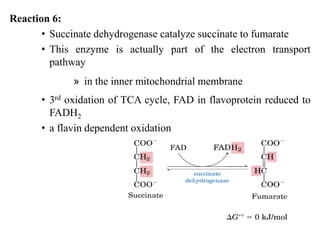 Reaction 6:
• Succinate dehydrogenase catalyze succinate to fumarate
• This enzyme is actually part of the electron transport
pathway
» in the inner mitochondrial membrane
• 3rd oxidation of TCA cycle, FAD in flavoprotein reduced to
FADH2
• a flavin dependent oxidation
 