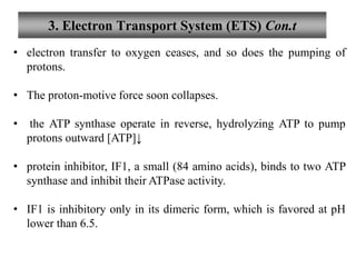 3. Electron Transport System (ETS) Con.t
• electron transfer to oxygen ceases, and so does the pumping of
protons.
• The proton-motive force soon collapses.
• the ATP synthase operate in reverse, hydrolyzing ATP to pump
protons outward [ATP]↓
• protein inhibitor, IF1, a small (84 amino acids), binds to two ATP
synthase and inhibit their ATPase activity.
• IF1 is inhibitory only in its dimeric form, which is favored at pH
lower than 6.5.
 