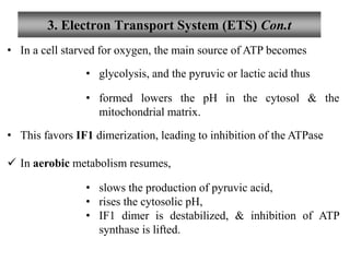 3. Electron Transport System (ETS) Con.t
• In a cell starved for oxygen, the main source of ATP becomes
• glycolysis, and the pyruvic or lactic acid thus
• formed lowers the pH in the cytosol & the
mitochondrial matrix.
• This favors IF1 dimerization, leading to inhibition of the ATPase
 In aerobic metabolism resumes,
• slows the production of pyruvic acid,
• rises the cytosolic pH,
• IF1 dimer is destabilized, & inhibition of ATP
synthase is lifted.
 