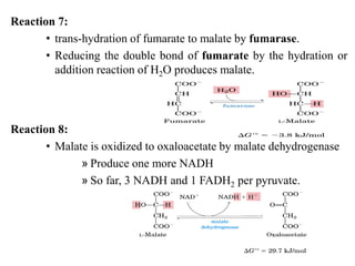 Reaction 7:
• trans-hydration of fumarate to malate by fumarase.
• Reducing the double bond of fumarate by the hydration or
addition reaction of H2O produces malate.
Reaction 8:
• Malate is oxidized to oxaloacetate by malate dehydrogenase
» Produce one more NADH
» So far, 3 NADH and 1 FADH2 per pyruvate.
 