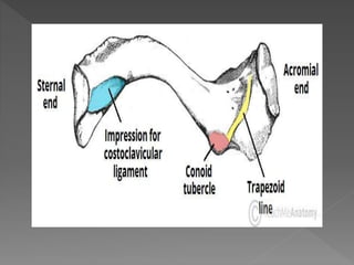 The clavicle | PPTX