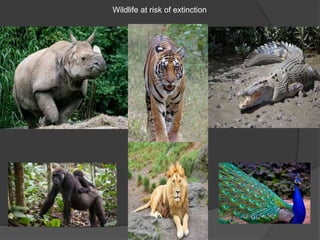 Wildlife at risk of extinction
 