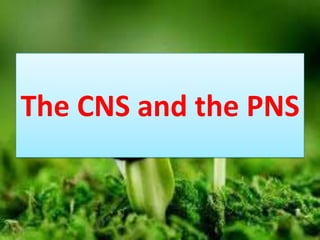 The CNS and the PNS
 