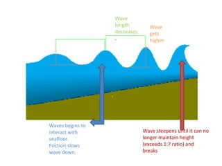 Wave lengthdecreases.Wave getshigherWavesbeginstointeractwithseafloor.  Frictionslows wave down.Wave steepensuntilit can no longermaintainheight (exceeds 1:7 ratio) and breaks