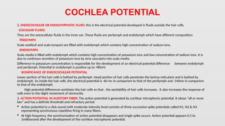 THE COCHLEA a part of the olfactory senses | PPT