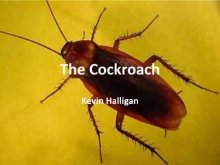 The Cockroach
Kevin Halligan
 