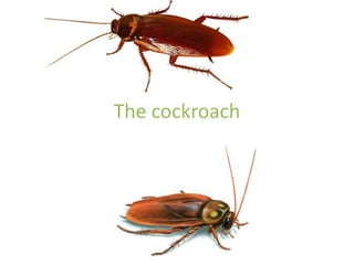 The cockroach
 