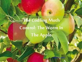 The Codling Moth
Control: The WormIn
The Apple
Online Pest Control
 