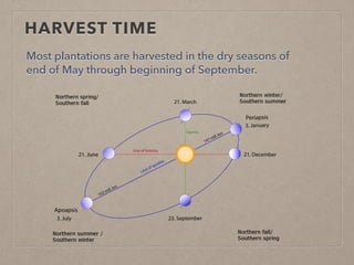 HARVEST TIME
Most plantations are harvested in the dry seasons of
end of May through beginning of September.
 