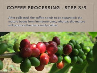 COFFEE PROCESSING - STEP 3/9
After collected, the coffee needs to be separated: the
mature beans from immature ones, whereas the mature
will produce the best quality coffee.
 