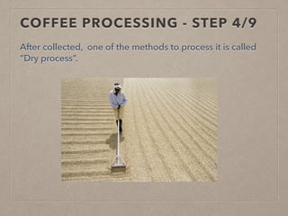 COFFEE PROCESSING - STEP 4/9
After collected, one of the methods to process it is called
“Dry process”.
 