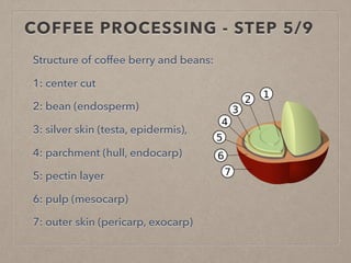 COFFEE PROCESSING - STEP 5/9
Structure of coffee berry and beans:
1: center cut
2: bean (endosperm)
3: silver skin (testa, epidermis),
4: parchment (hull, endocarp)
5: pectin layer
6: pulp (mesocarp)
7: outer skin (pericarp, exocarp)
 