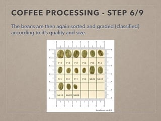 COFFEE PROCESSING - STEP 6/9
The beans are then again sorted and graded (classified)
according to it’s quality and size.
 