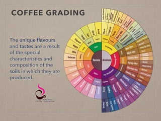 COFFEE GRADING
The unique flavours
and tastes are a result
of the special
characteristics and
composition of the
soils in which they are
produced.
 