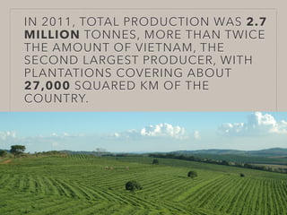 IN 2011, TOTAL PRODUCTION WAS 2.7
MILLION TONNES, MORE THAN TWICE
THE AMOUNT OF VIETNAM, THE
SECOND LARGEST PRODUCER, WITH
PLANTATIONS COVERING ABOUT
27,000 SQUARED KM OF THE
COUNTRY.
 
