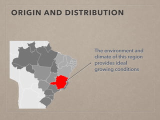 ORIGIN AND DISTRIBUTION
The environment and
climate of this region
provides ideal
growing conditions
 