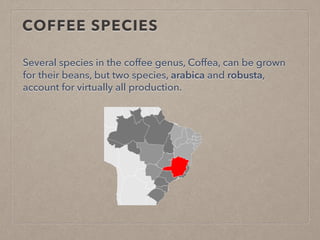 COFFEE SPECIES
Several species in the coffee genus, Coffea, can be grown
for their beans, but two species, arabica and robusta,
account for virtually all production.
 