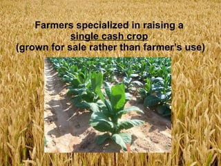 Farmers specialized in raising a  single cash crop   (grown for sale rather than farmer’s use) 