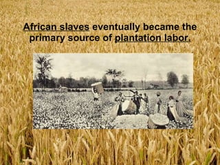 African slaves  eventually became the primary source of  plantation labor. 