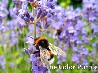 First prize in the American Scholar essay contest 1967 (Alice)