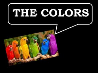THE COLORS
 