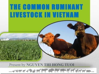 THE COMMON RUMINANT
LIVESTOCK IN VIETNAM
Present by NGUYEN THI HONG TUOI
 