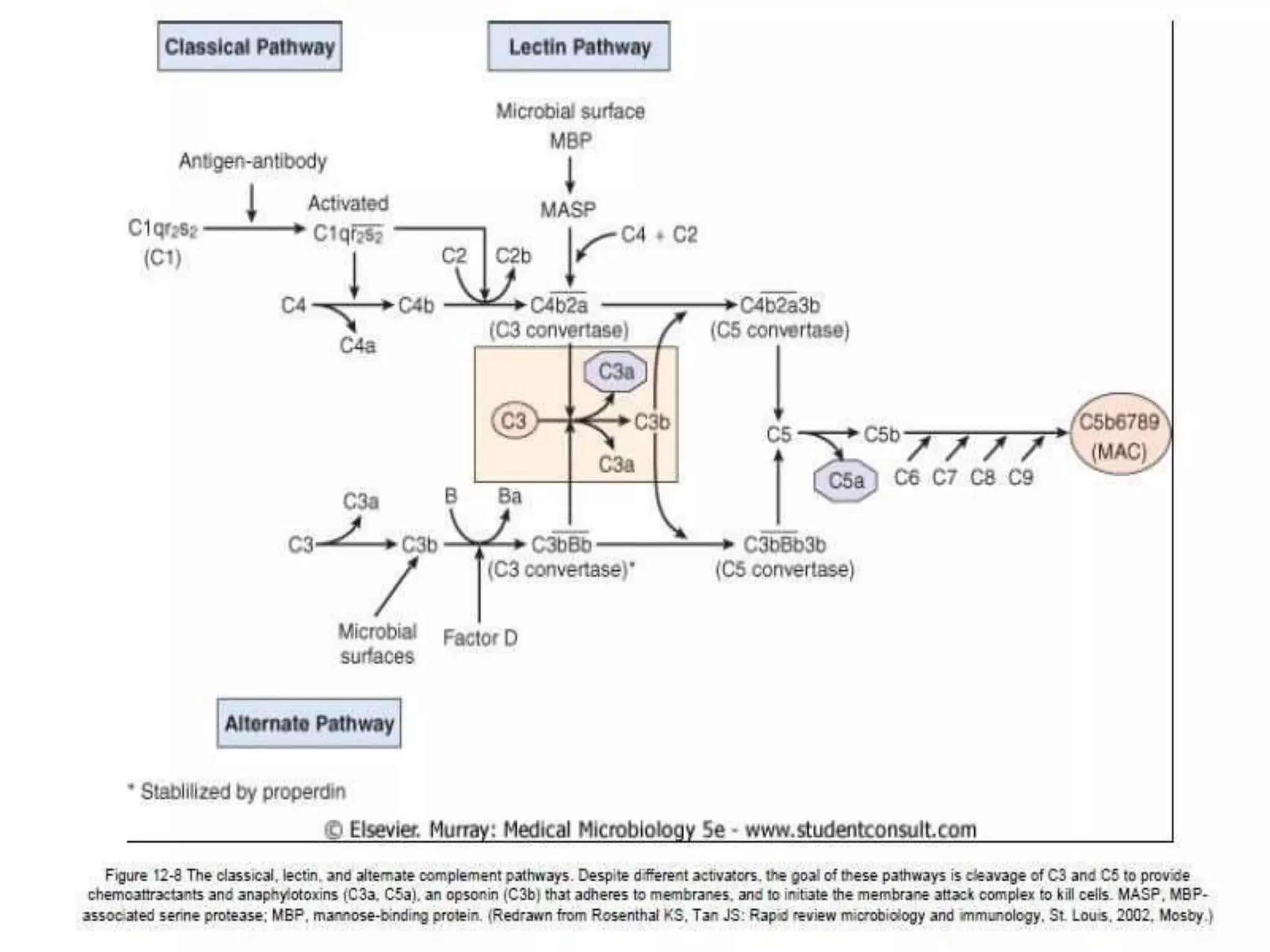 The complement system in immunology | PPTX | Blood Disorders | Diseases ...