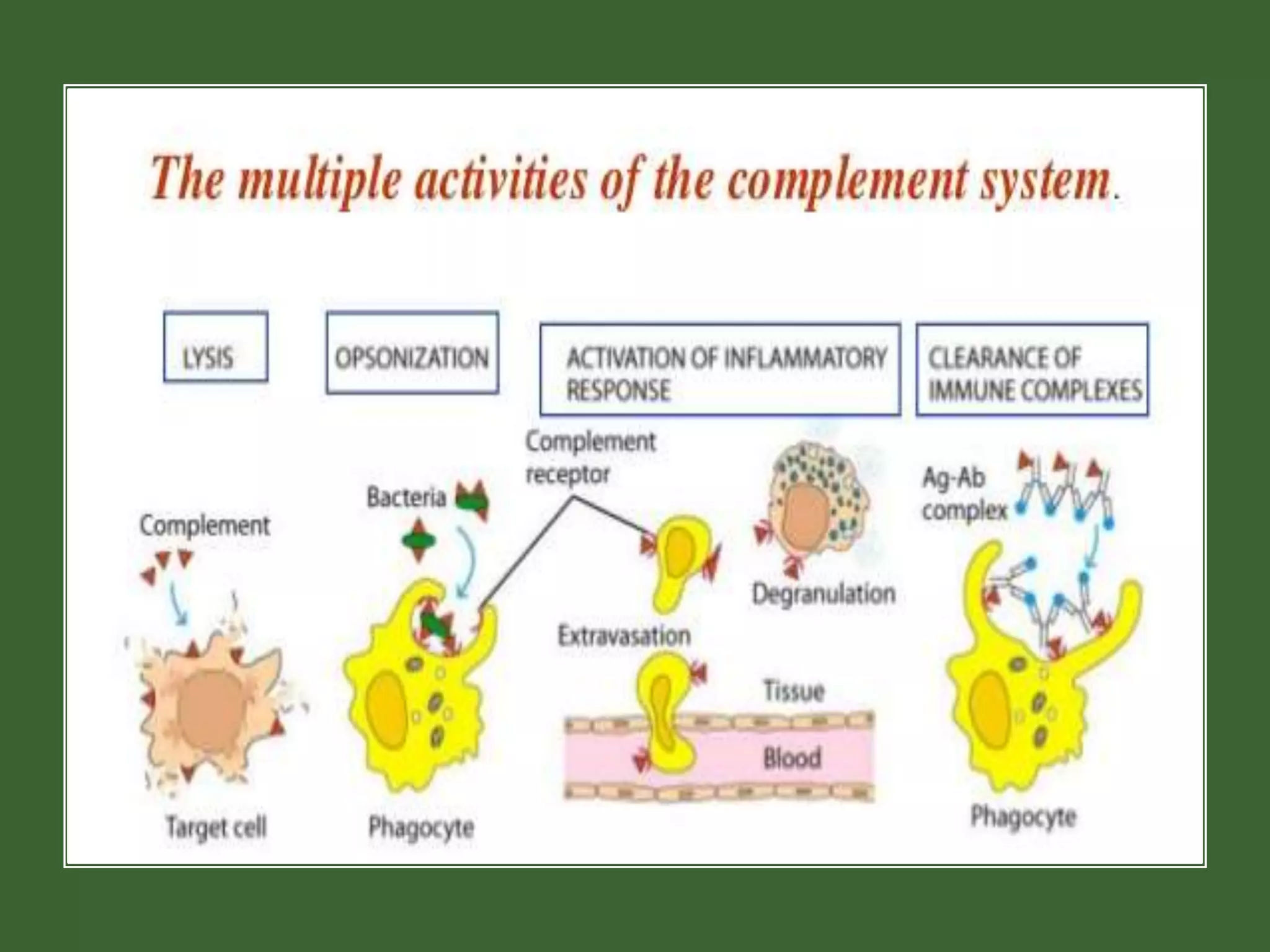 The complement system in immunology | PPTX | Blood Disorders | Diseases ...