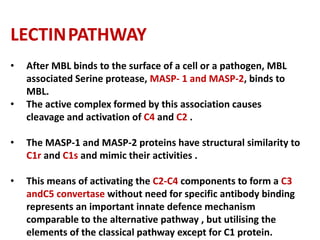 LECTINPATHWAY
• After MBL binds to the surface of a cell or a pathogen, MBL
associated Serine protease, MASP- 1 and MASP-2, binds to
MBL.
• The active complex formed by this association causes
cleavage and activation of C4 and C2 .
• The MASP-1 and MASP-2 proteins have structural similarity to
C1r and C1s and mimic their activities .
• This means of activating the C2-C4 components to form a C3
andC5 convertase without need for specific antibody binding
represents an important innate defence mechanism
comparable to the alternative pathway , but utilising the
elements of the classical pathway except for C1 protein.
 