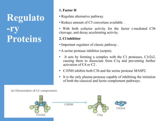 Regulato
-ry
Proteins
1. Factor H
• Regulate alternative pathway.
• Reduce amount of C5 convertase available .
• With both cofactor activity for the factor (-mediated C3b
cleavage, and decay accelerating activity.
2. Cl inhibitor
• Important regulator of classic pathway .
• A serine protease inhibitor (serpin).
• It acts by forming a complex with the C1 proteases, C1r2s2,
causing them to dissociate from C1q and preventing further
activation of C4 or C2 .
• C1INH inhibits both C3b and the serine protease MASP2.
• It is the only plasma protease capable of inhibiting the initiation
of both the classical and lectin complement pathways.
 