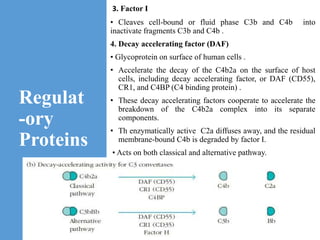 Regulat
-ory
Proteins
3. Factor I
• Cleaves cell-bound or fluid phase C3b and C4b into
inactivate fragments C3b and C4b .
4. Decay accelerating factor (DAF)
• Glycoprotein on surface of human cells .
• Accelerate the decay of the C4b2a on the surface of host
cells, including decay accelerating factor, or DAF (CD55),
CR1, and C4BP (C4 binding protein) .
• These decay accelerating factors cooperate to accelerate the
breakdown of the C4b2a complex into its separate
components.
• Th enzymatically active C2a diffuses away, and the residual
membrane-bound C4b is degraded by factor I.
• Acts on both classical and alternative pathway.
 