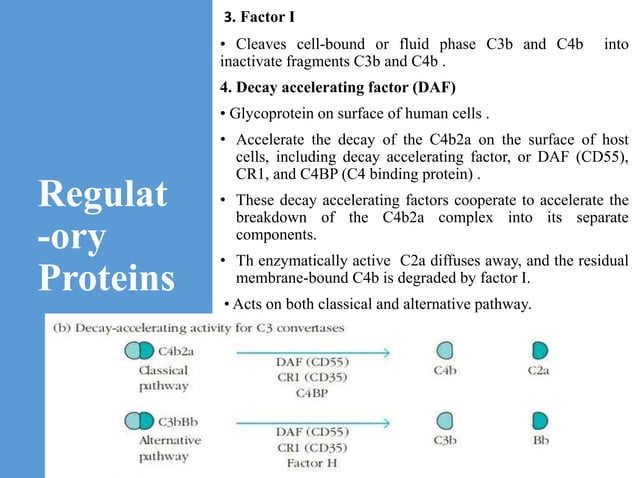 The complement system in immunology | PPTX | Blood Disorders | Diseases ...
