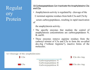 Regulat
ory
Protein
10.Carboxypeptidases Can Inactivate the Anaphylatoxins C3a
and C5a
• Anaphylatoxin activity is regulated by cleavage of the
C-terminal arginine residues from both C3a and C5a by
serum carboxypeptidases, resulting in rapid inactivation
of
the anaphylatoxin activity .
• The specific enzymes that mediate the control of
anaphylatoxin concentrations are carboxypeptidases N,
B, and R.
• These enzymes remove arginine residues from the
carboxyl termini of C3a and C5a to form the so-called
des-Arg (“without Arginine”), inactive forms of the
molecules.
 