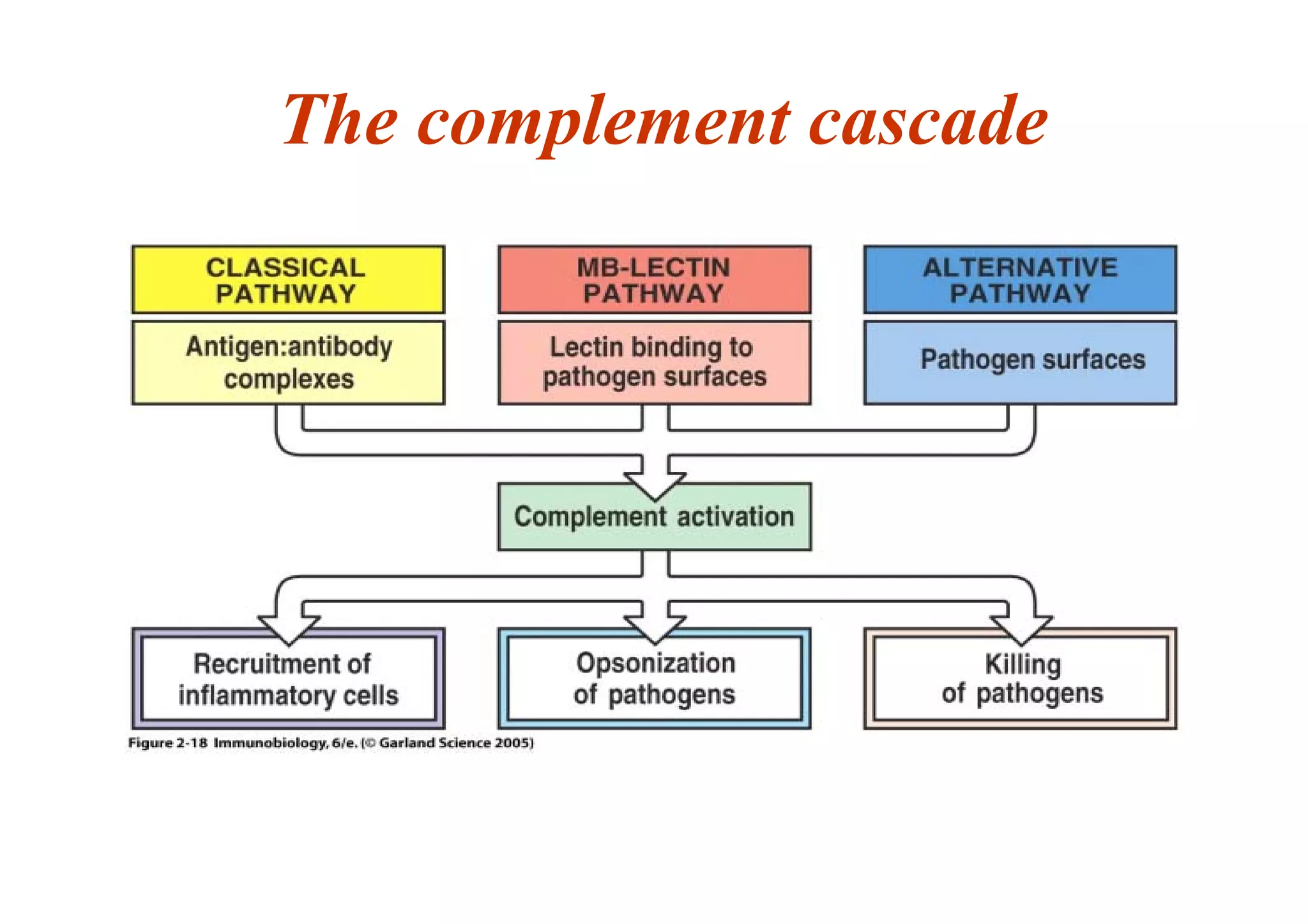 The complement cascade
 