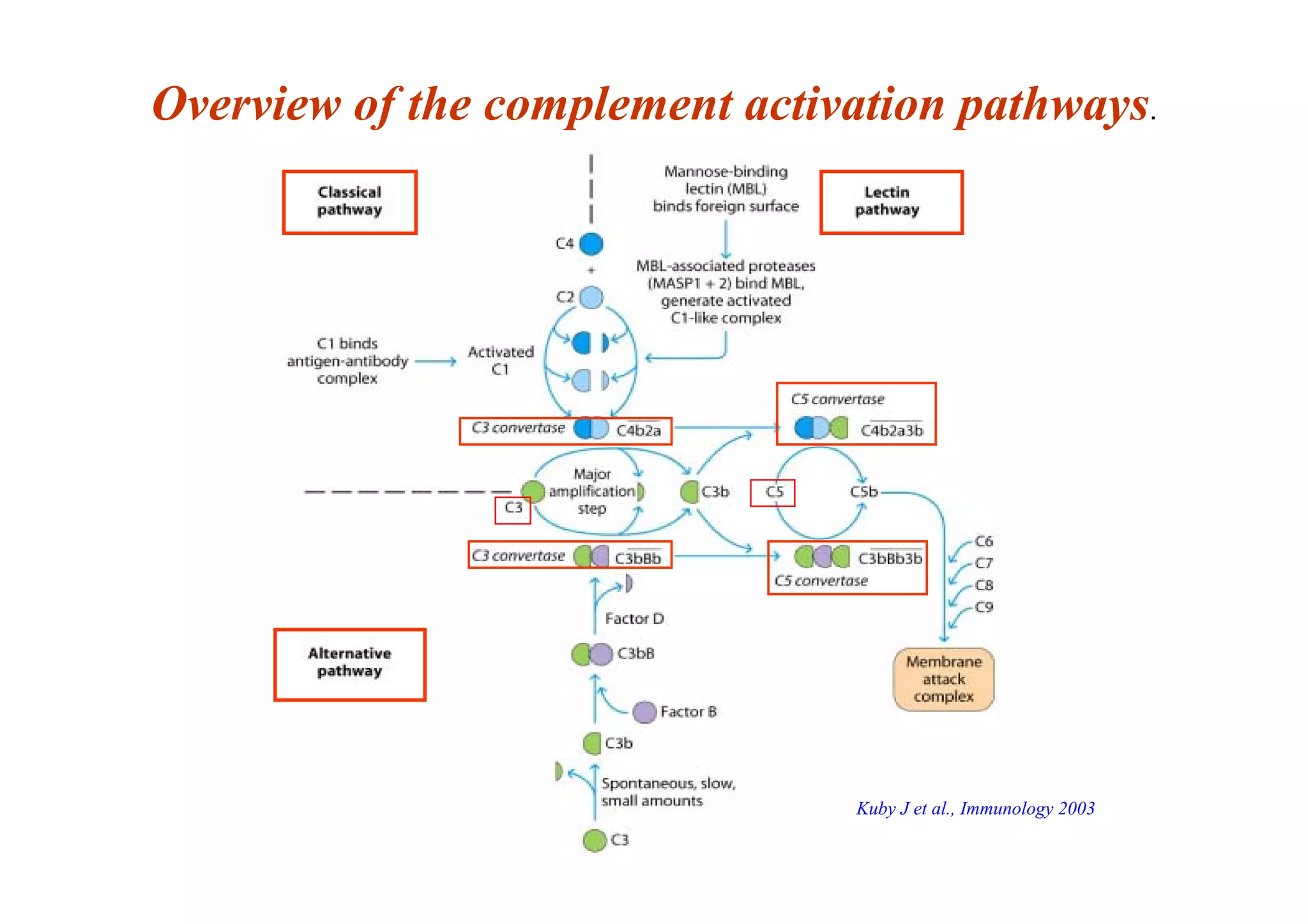 Overview of the complement activation pathways.
Kuby J et al., Immunology 2003
 