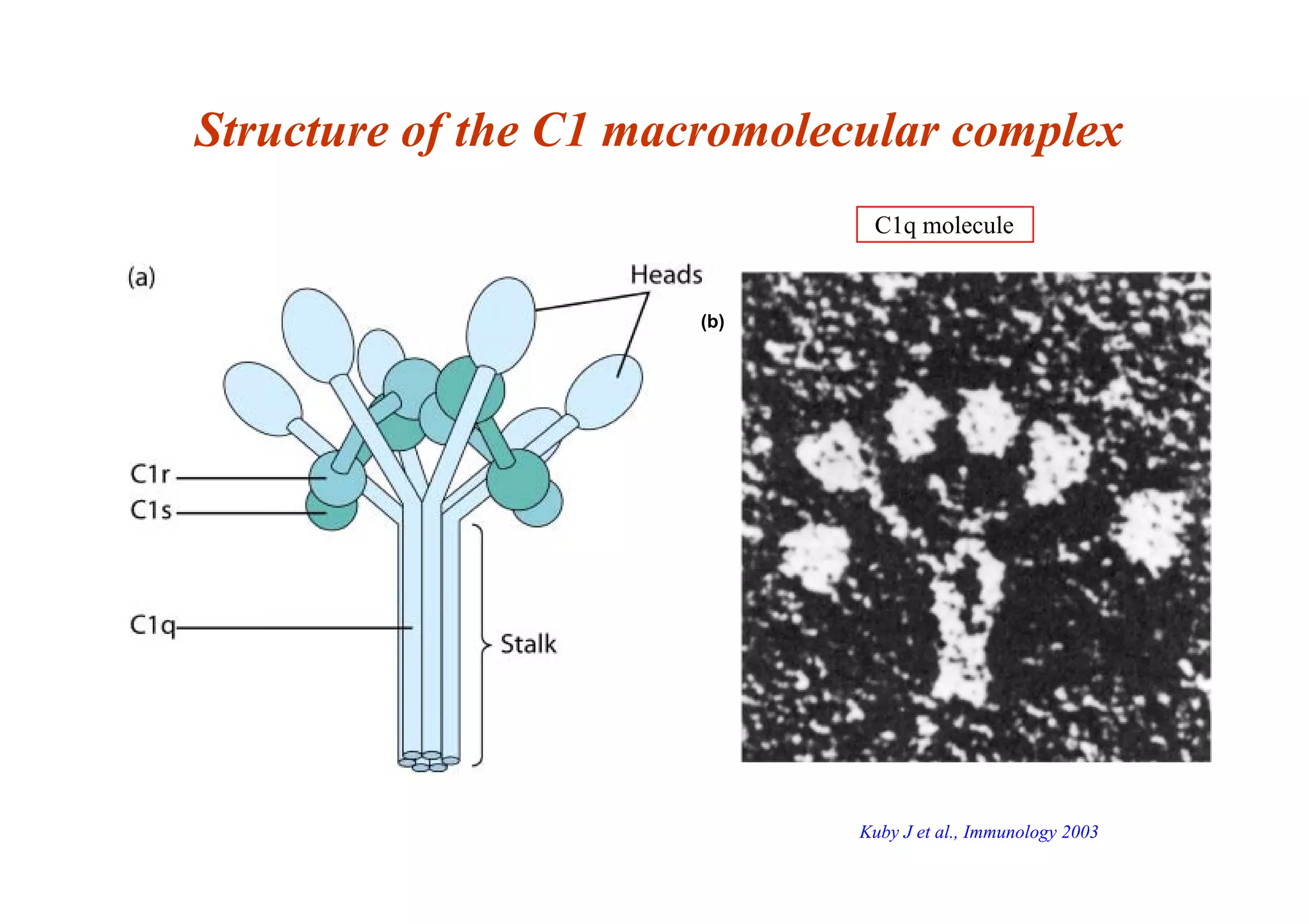 (b)
Structure of the C1 macromolecular complex
Kuby J et al., Immunology 2003
C1q molecule
 